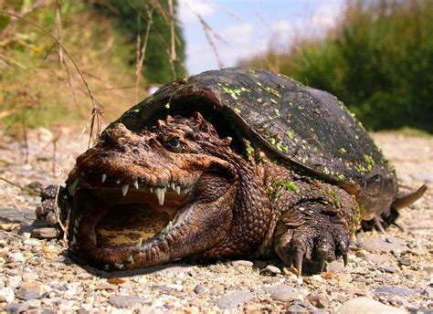 Thealligator Snapping Turtle In The Only Two Kinds Of The Only Reptile