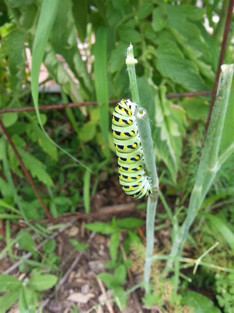 We did not find results for: Black swallowtail butterfly caterpillar (I think) (bugs ...