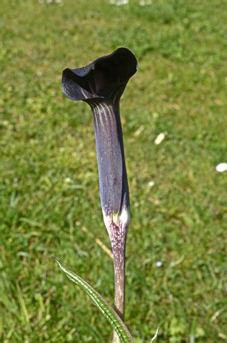 Arisaema serratum is a species of flowering plant in the arum family (araceae). Arisaema serratum