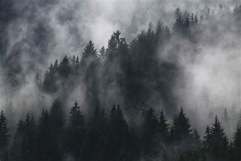 Hd Wallpaper Trees Covered With Thick Smoke Forest Covered With Fog