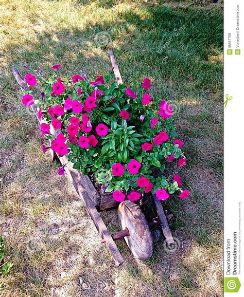 Wheelbarrow With Flowers Stock Photo Image Of Wheelbarrow