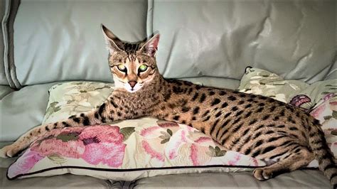 Top 10 Tips On Owning A Savannah Cat Youtube