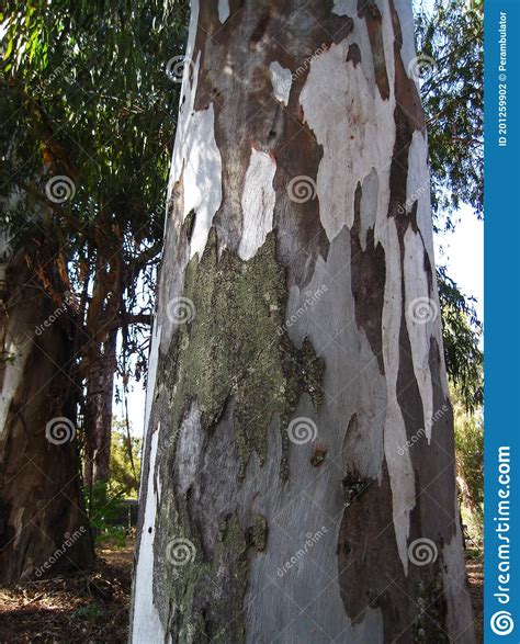 Eucalyptus Tree Trunk With Patchy Peeling Bark Stock Photo Image Of