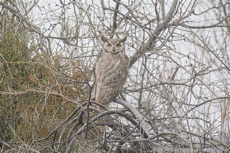 Arctic Phase or Desert Phase Great Horned Owl | 365 Days of Birds