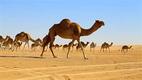Are A Camel’s Humps Full Of Water The Social Eyes