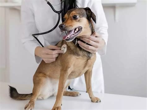 Veterinarian And Animal Hospital Sherman Il Pets Myers Animal Clinic