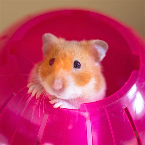 30 Cute Hamster Pictures That Will Make You Smile 2023