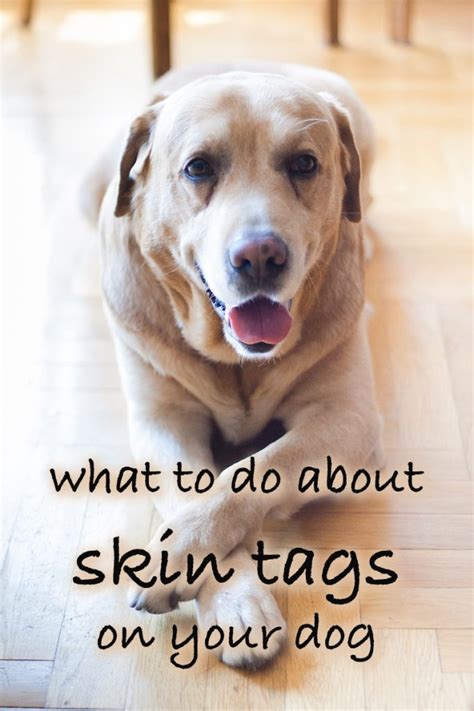 Skin Tags On Dogs A Guide To Dog Skin Tag Removal And Identification