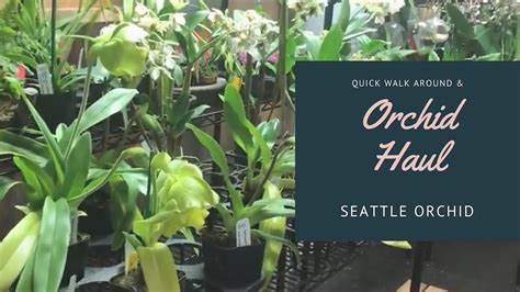 Orchid Haul Unboxing Seattle Orchid Quick Walk Around Youtube