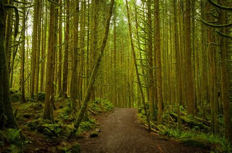 3 Types Of Forests In British Columbia Naturenibble