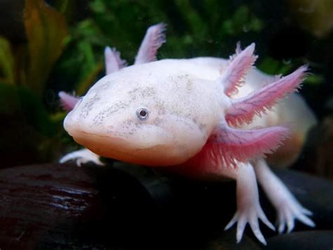 They called the salamander axolotl after xolotl, their god of fire and lightning. Mexican walking fish ~ Animals World