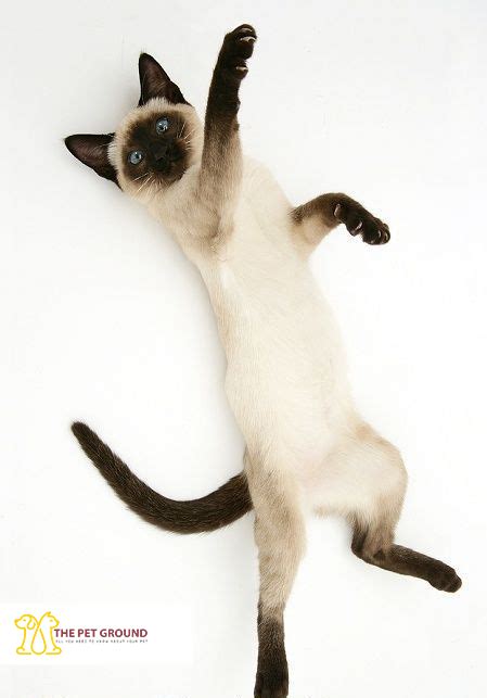 11 Amazing Facts About Siamese Cats