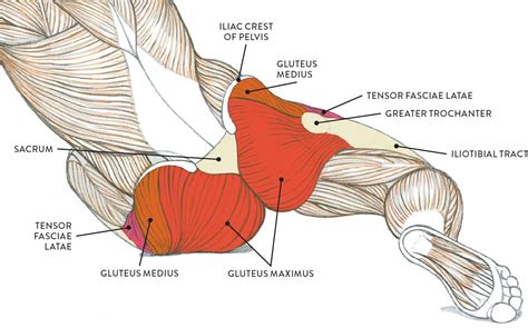 Hip Muscles Diagram Active Engagement Ae Massage Therapy Santa