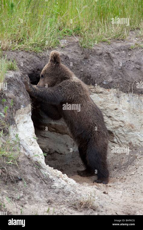 European Brown Bear Ursus Arctos Cub Playing In Entrance To Den
