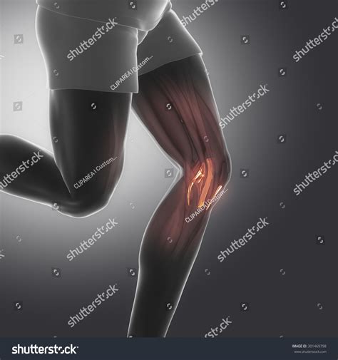 Ilustrasi Stok Knee Ligaments Human Connective Tissue Anatomy Hot Sex