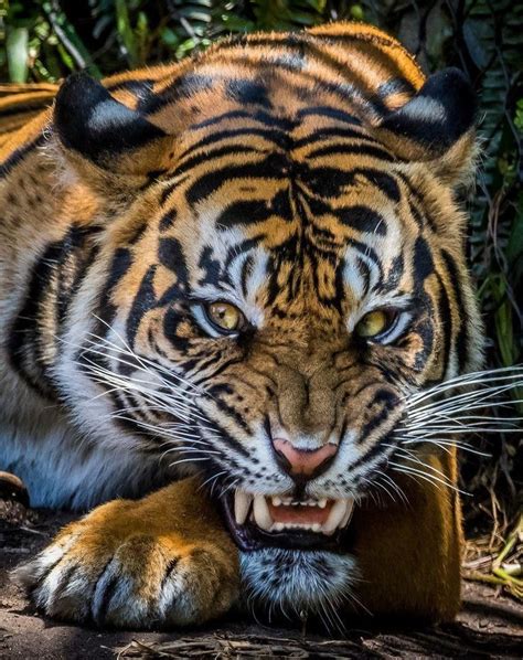 Tiger Panthera Tigris Endangered Large Cats Big Cats Cool Cats