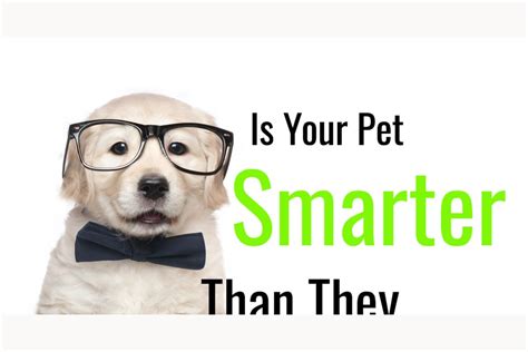Is Your Pet Smarter Than They Are Letting On? This Quiz Will Determine ...