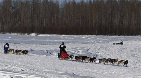 Sled Dog Race Eye On The Arctic