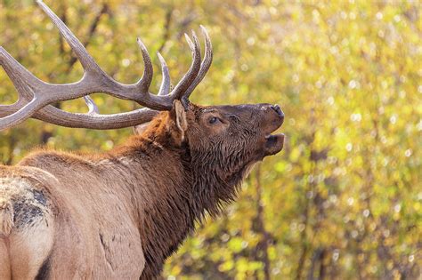 Bugling Bull Elk In Fall Colors Photograph By Tony Hake Fine Art America