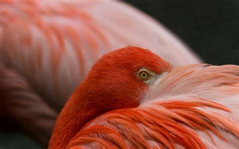 Birds Flamingos Wallpapers Hd Desktop And Mobile Backgrounds