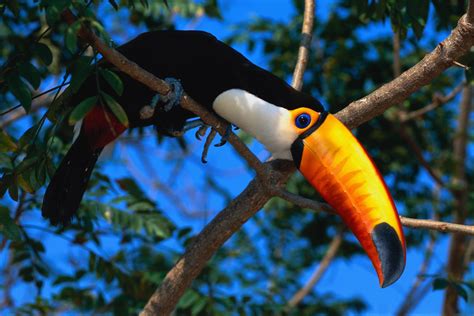 Animals Nature Wildlife Birds Toucans Wallpapers Hd Desktop And Mobile Backgrounds