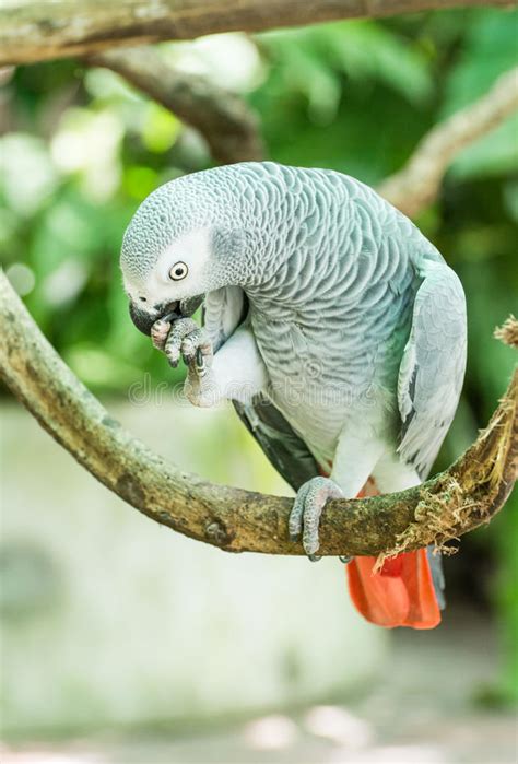 African Grey Parrot Or Grey Parrot Psittacus Erithacus Stock Photo