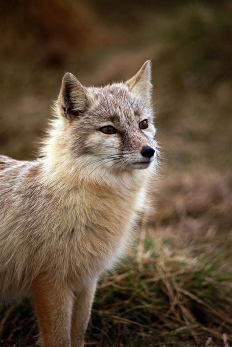 Corsac Fox Beautiful Creatures In Nature
