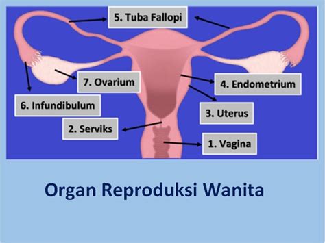 Gambar Organ Reproduksi Wanita Dan Fungsinya Gambaran
