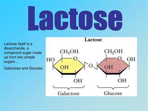 Ppt Lactase Powerpoint Presentation Free Download Id5420985