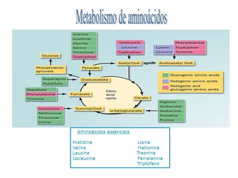 Mapa Mental Metabolismo De Aminoacidos Bioquimica De Proteinas Images Sexiz Pix