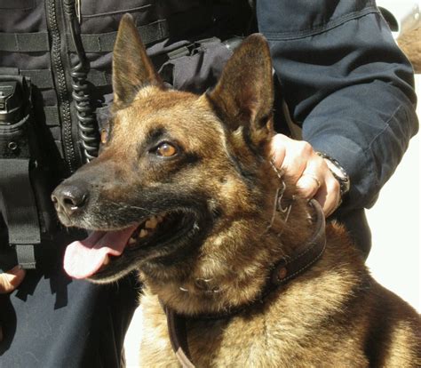 The Roundup Program Supports K9 Police Dog Olsens