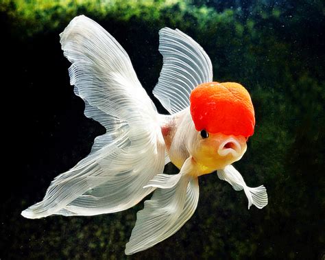 Ikan hias air tawar laut dan aquarium. Pakar Investasi: Bagaimana Cara Memulai Bisnis Ikan Hias?
