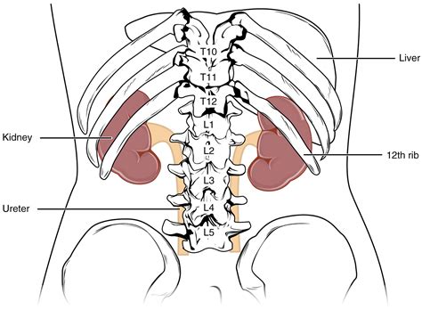 Unit 8 The Urinary System Douglas College Human Anatomy And Physiology