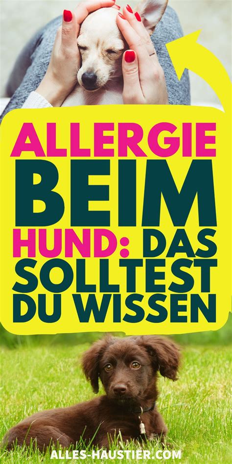 Allergie Beim Hund Symptome Und Was Man Tun Kann Alles Haustier Hunde Gesunde Hunde Tiere