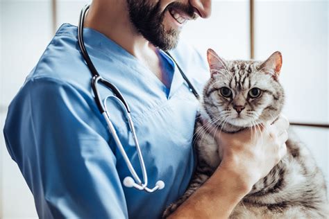 Blog Aqui Tem Dicas fatos sobre a vida de veterinário