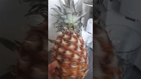 Baby Pineapple Tropical Fruit صغير فاكهة الأناناس Youtube