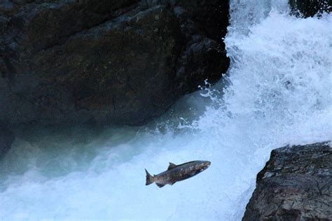 Seeing The Salmon Run On Vancouver Island Explore Bc Super Natural Bc
