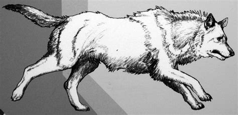 Reconstruction Of Canis Dirus Dire Wolf Pleistocene No Flickr