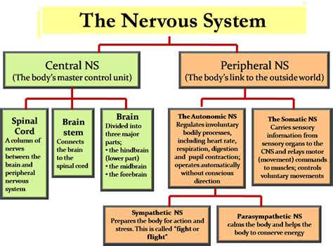 Somatic nervous system peripheral nervous system parasympathetic nervous system autonomic nervous system, nervous system transparent background png clipart. Nervous System - Visor Gang Science