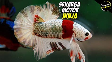 Jenis ikan cupang sebenarnya ada banyak sekali selain itu ikan cupang juga sering dibedakan dengan warna, bentuk, maupun harga yang mahal. 23+ Harga Ikan Cupang Uya Kuya Pics