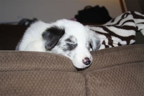 Baby Roxy Border Collie Puppies Border Collie Collie