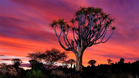 Namibia Quiver Tree Bing Wallpaper Download