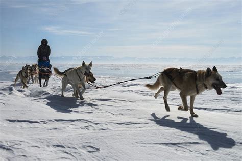 Dog Sledding Siberia Russia Stock Image C0194280 Science Photo