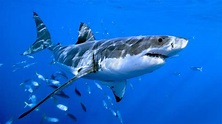 Steckbrief: Weißer Hai - Wissen - SWR Kindernetz