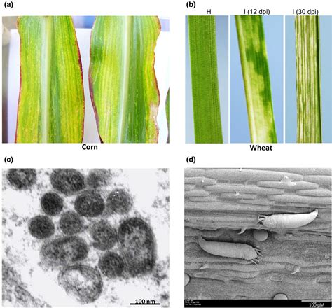 High Plains Wheat Mosaic Virus An Enigmatic Disease Of Wheat And Corn