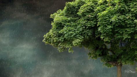 rainy nature wallpapers top free rainy nature backgrounds wallpaperaccess