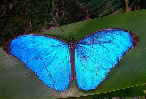 Costa Rica Stock Forests And Creatures Mardenpix With Images Blue Morpho Butterfly