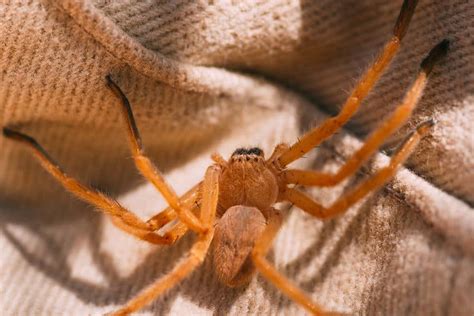 10 Most Dangerous Spiders Of North America