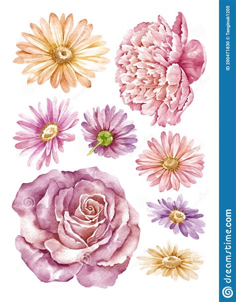 Watercolor Illustration Flower Set In Simple White Background Stock