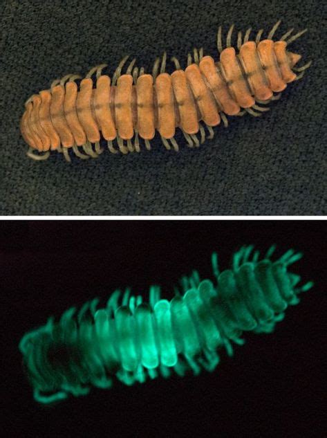 This Summer Learn To Spot Glowing Millipedes On The Forest Floor